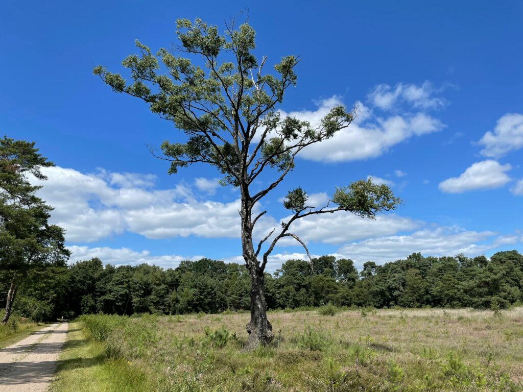 Hengelo ligt in een prachtige omgeving met veel natuur, een inspiratie voor een Ayahuasca ceremonie